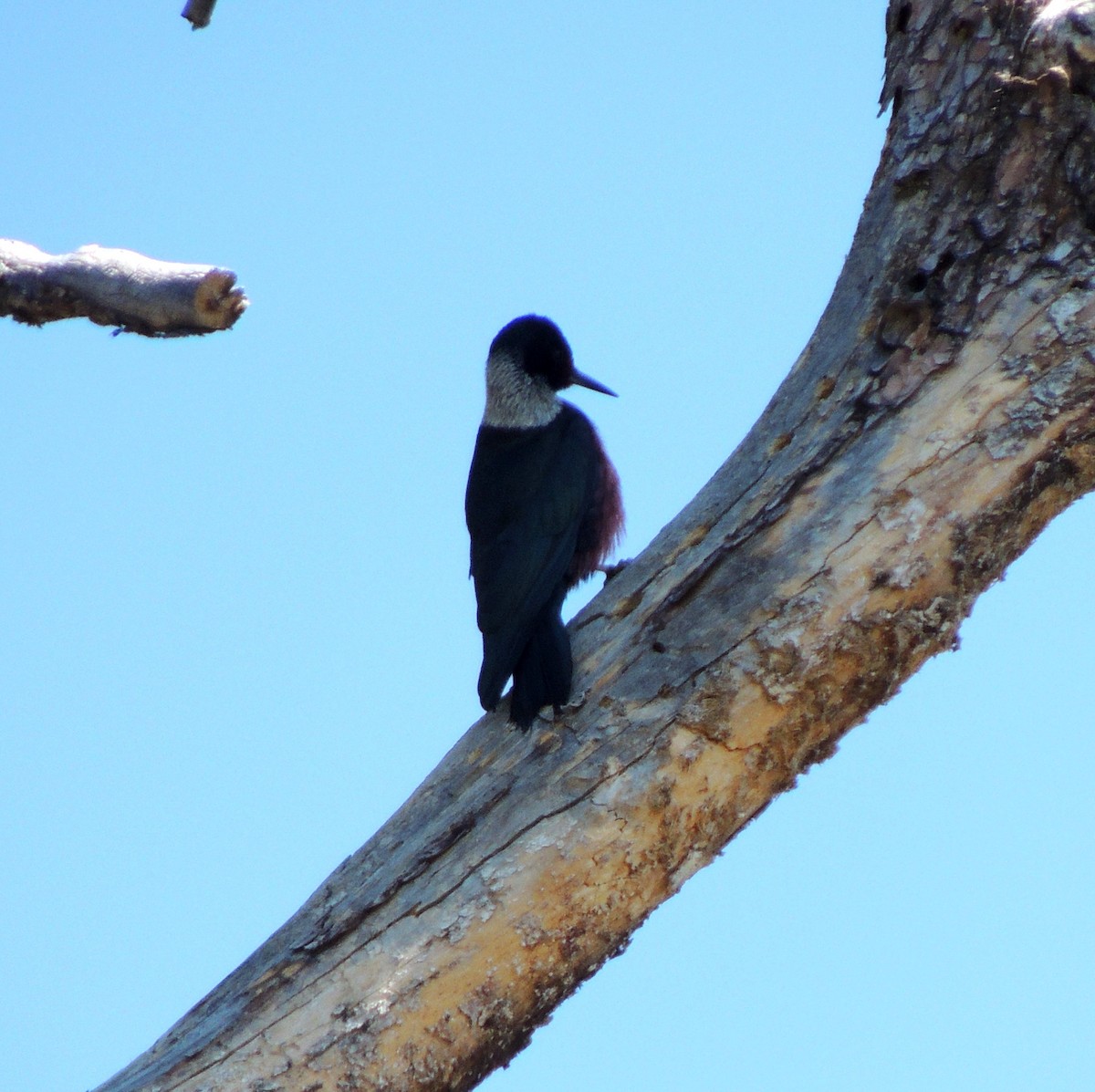 Lewis's Woodpecker - ML53270771