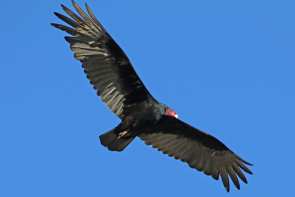 Turkey Vulture - ML532707771