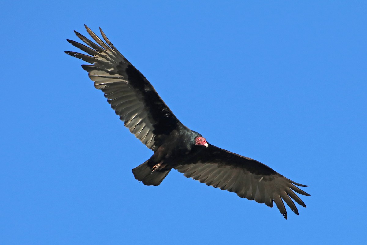 Turkey Vulture - ML532707791