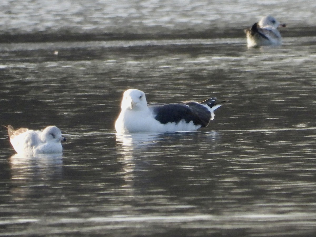 Great Black-backed Gull - ML532708771