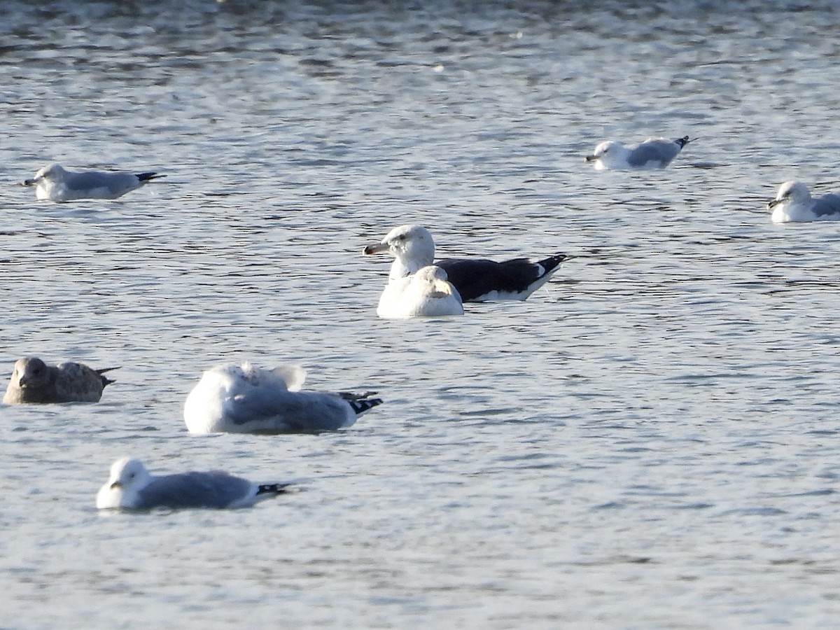 Great Black-backed Gull - ML532708781