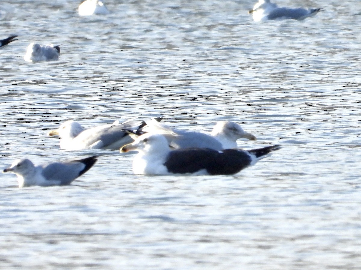 Great Black-backed Gull - ML532708791