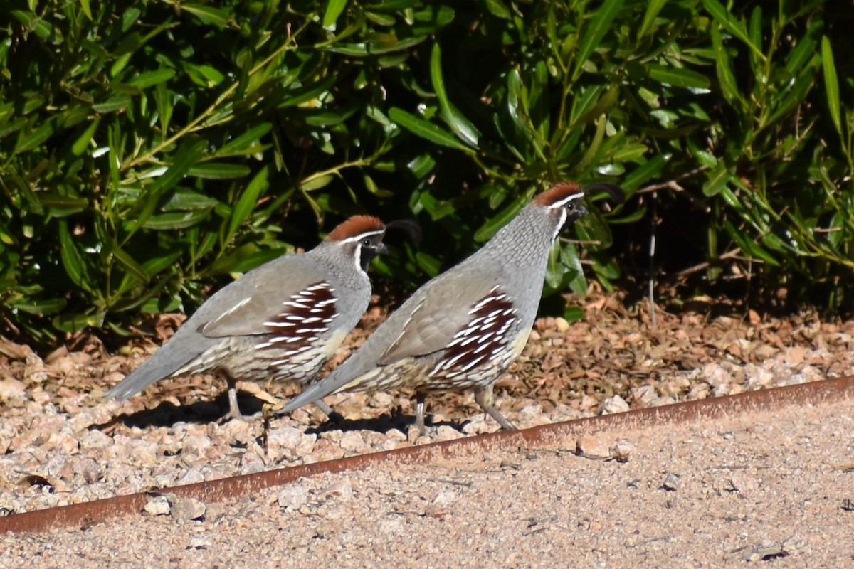 Gambel's Quail - Jason Leduc