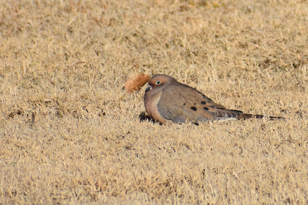 Mourning Dove - ML532708961