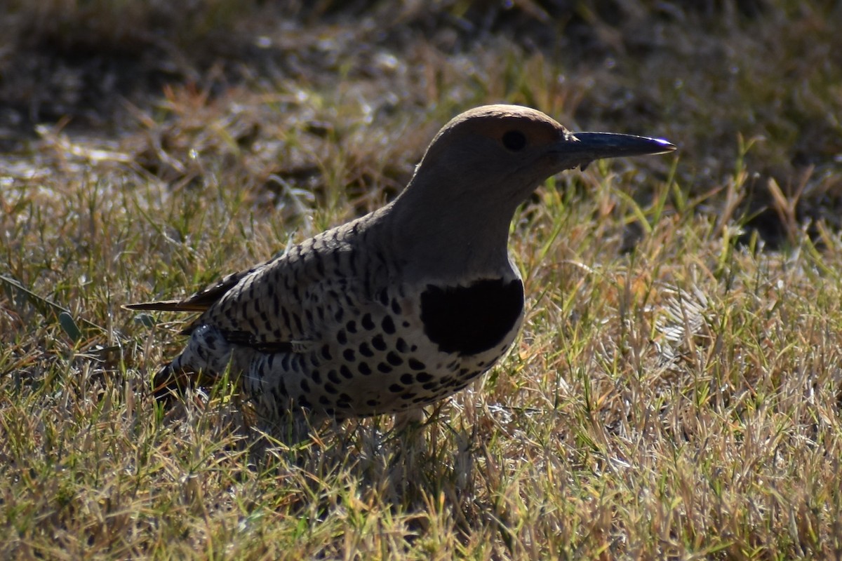 Northern Flicker - ML532709001