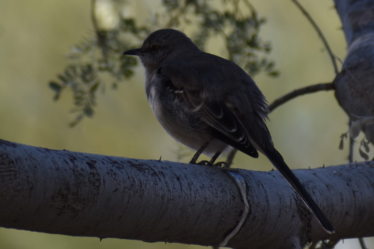 Northern Mockingbird - ML532709361