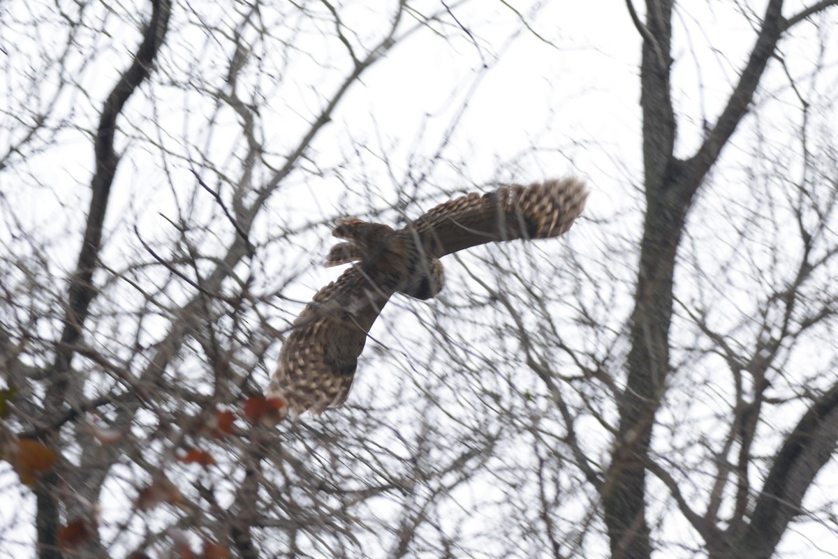 Barred Owl - ML532710471