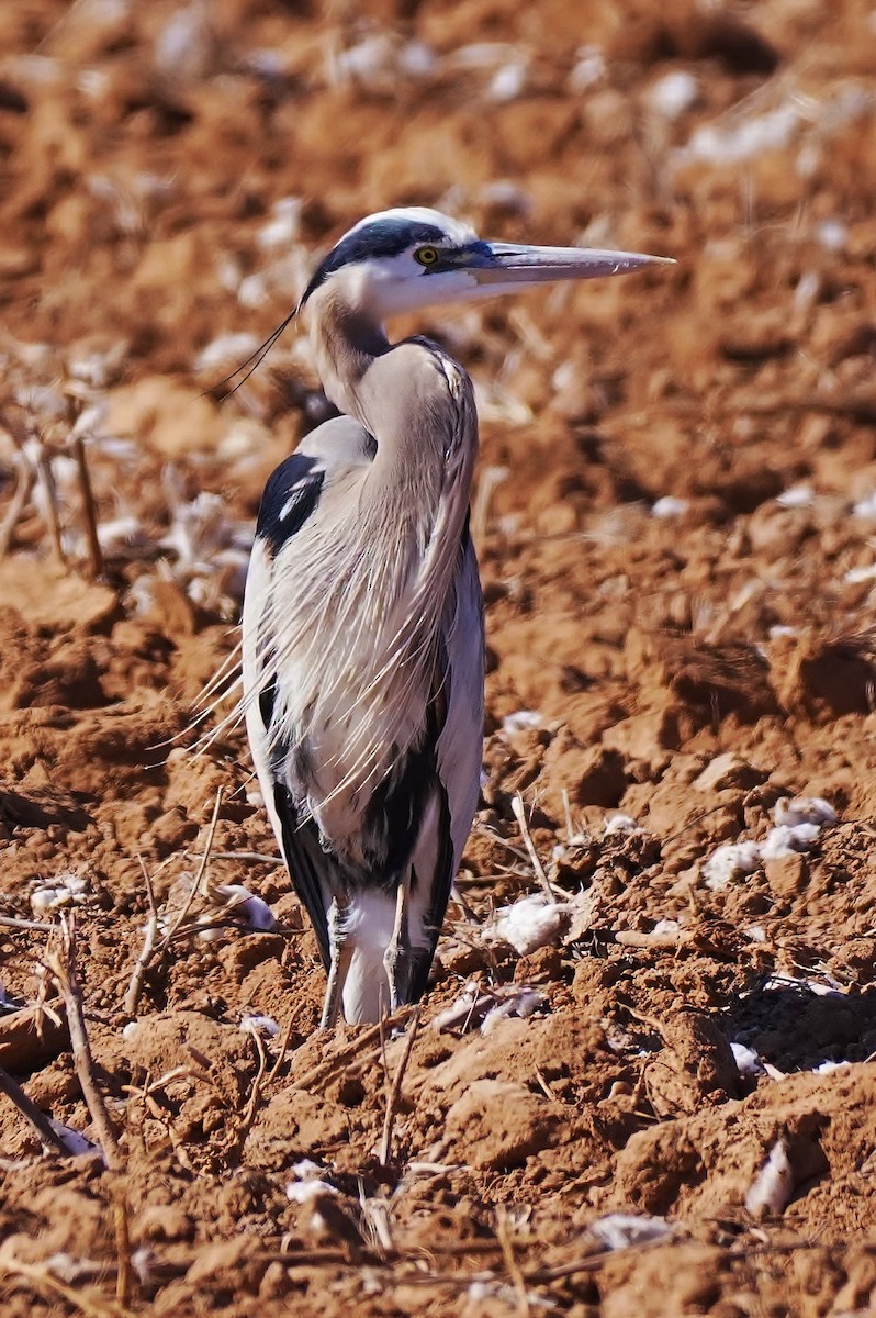 Great Blue Heron - Joanne Kimura