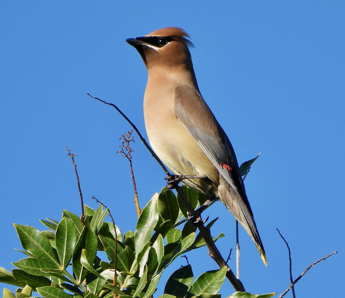 Cedar Waxwing - Michelle Haglund