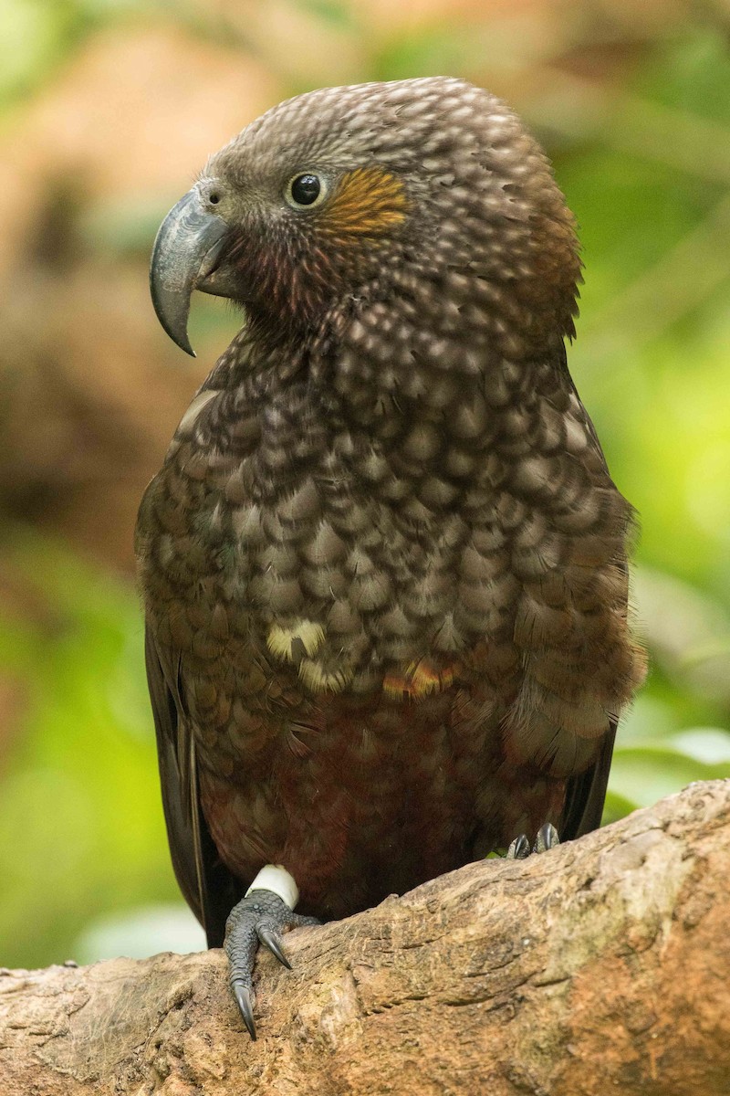 New Zealand Kaka - ML53271251