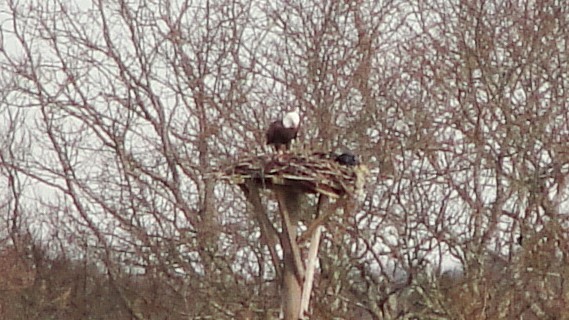 Weißkopf-Seeadler - ML532712571