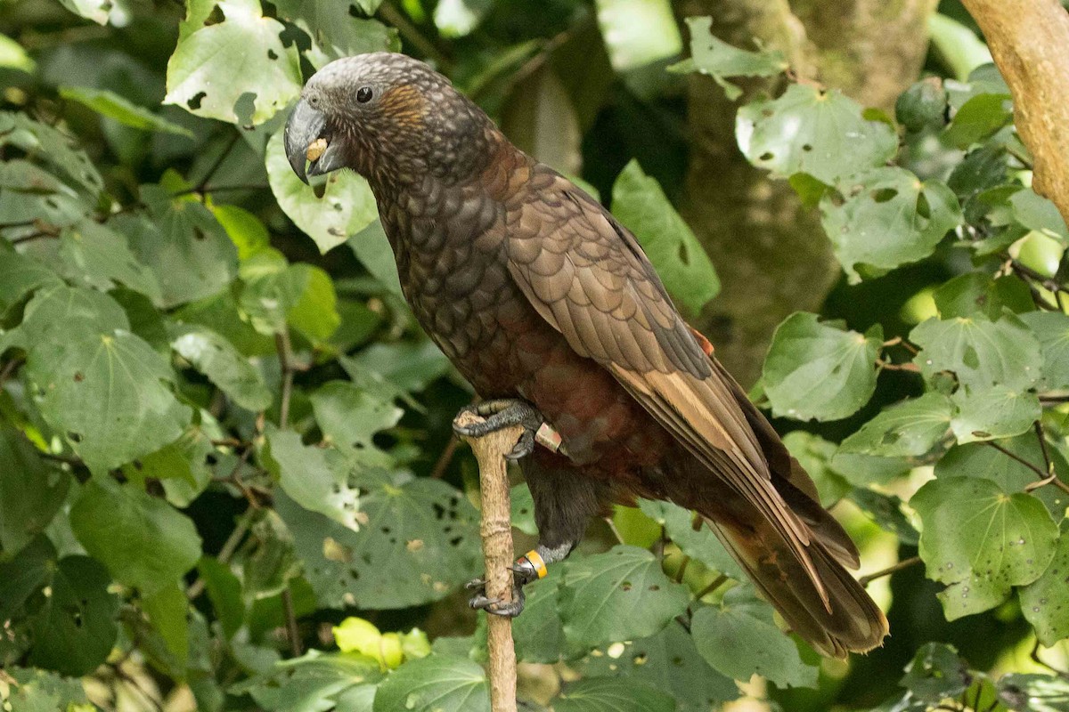 New Zealand Kaka - Eric VanderWerf