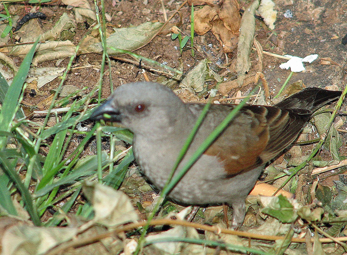 Parrot-billed Sparrow - ML532713031