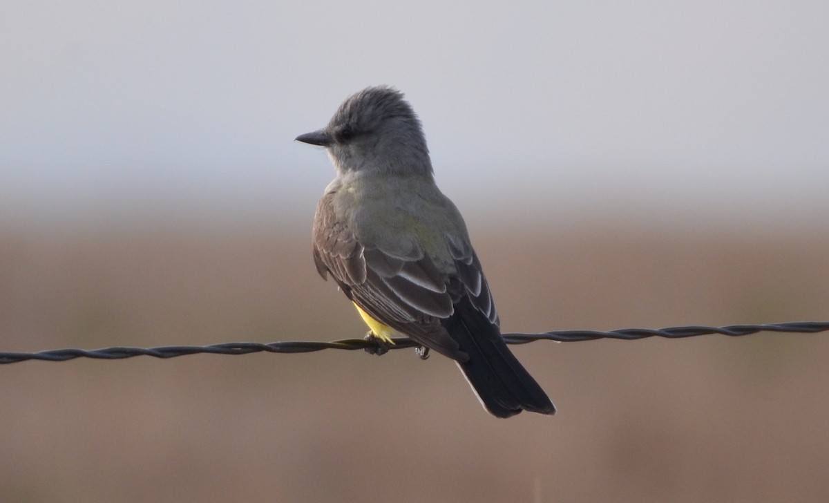 Western Kingbird - ML532715951