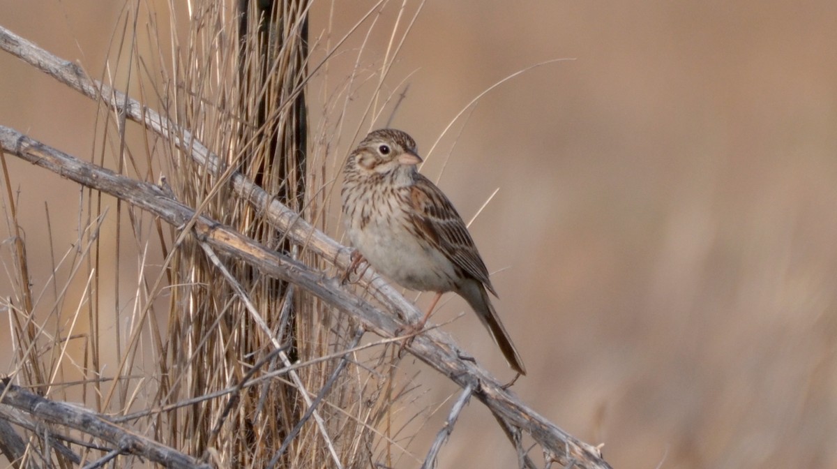 Vesper Sparrow - Jake Shorty