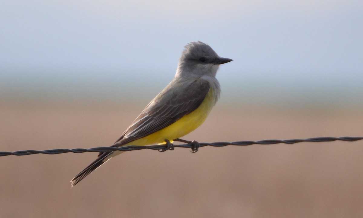 Schmalschnabel-Königstyrann - ML532716811