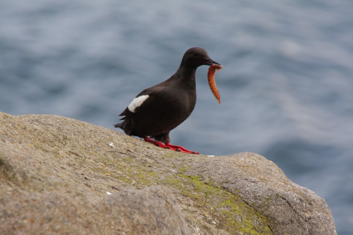 Black Guillemot - Philipp Boersch-Supan