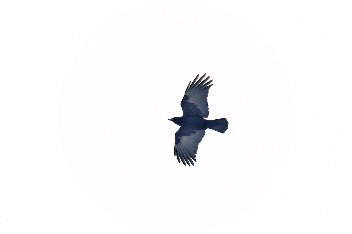 American Crow - ML532717811
