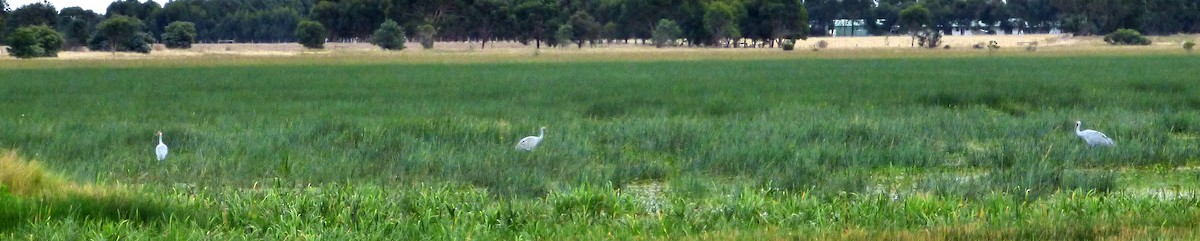 Brolga - Peter Roupas