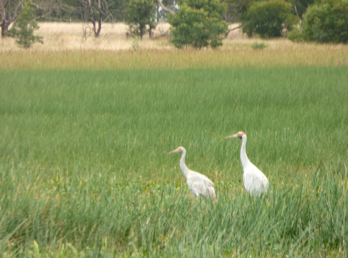 Brolga - ML53271901