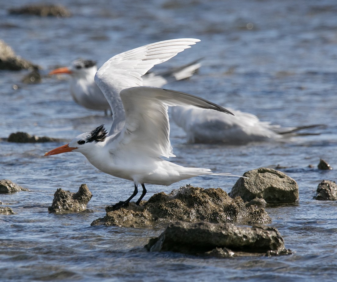 Royal Tern - ML532719871