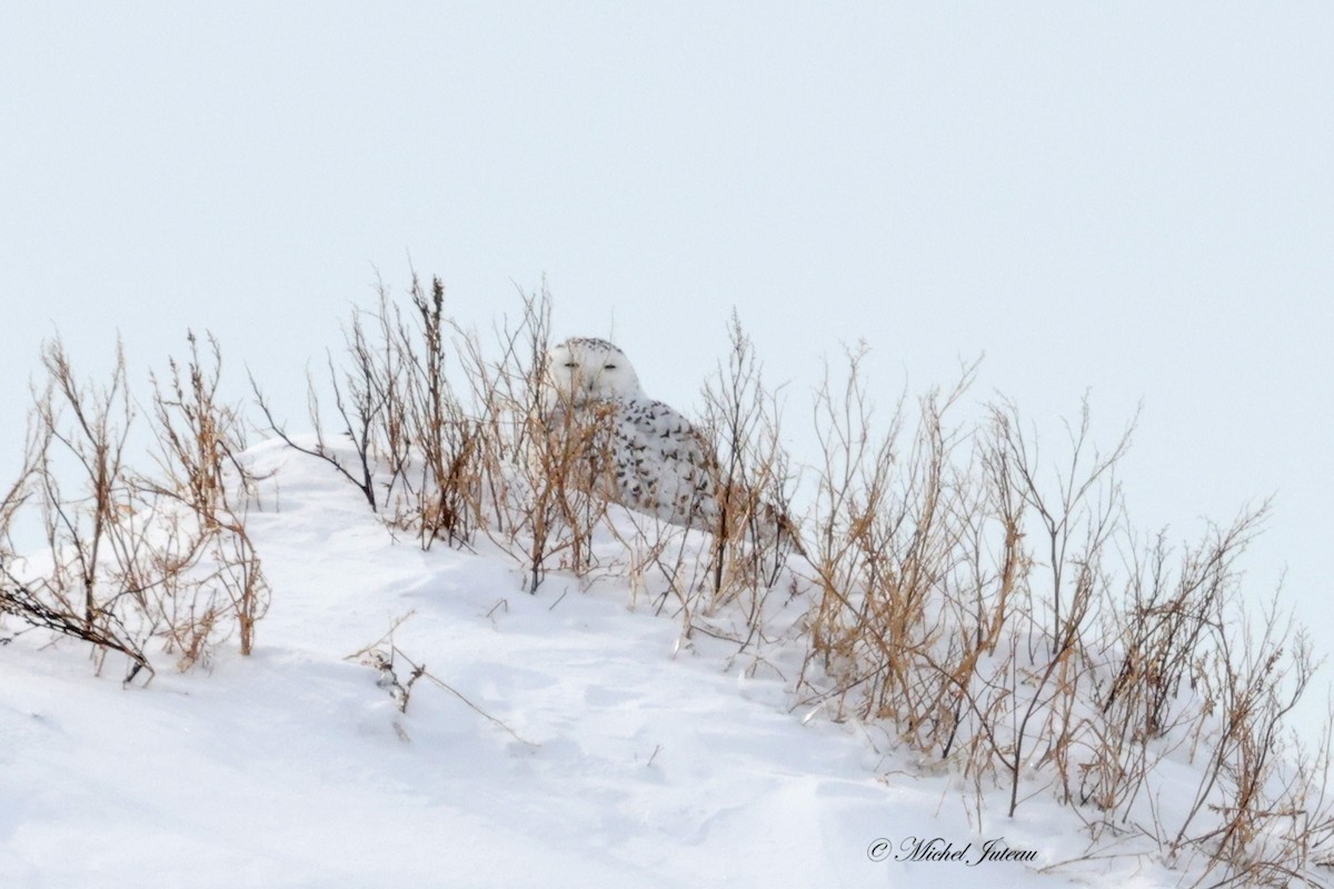 Snowy Owl - ML532720641