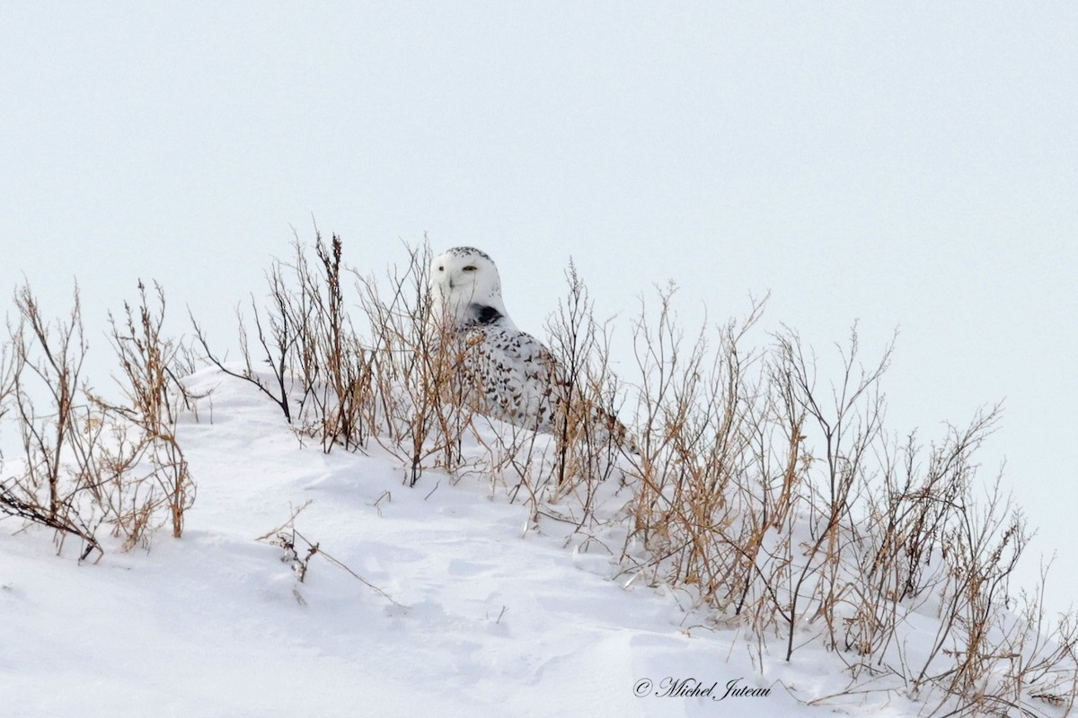 Snowy Owl - Michel Juteau