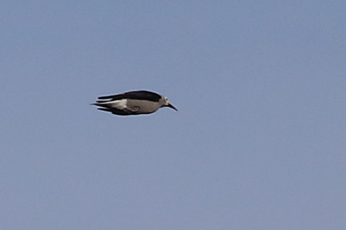 Clark's Nutcracker - ML532720781