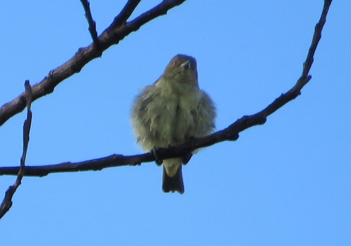 Dacnis Ventriamarillo - ML532721011