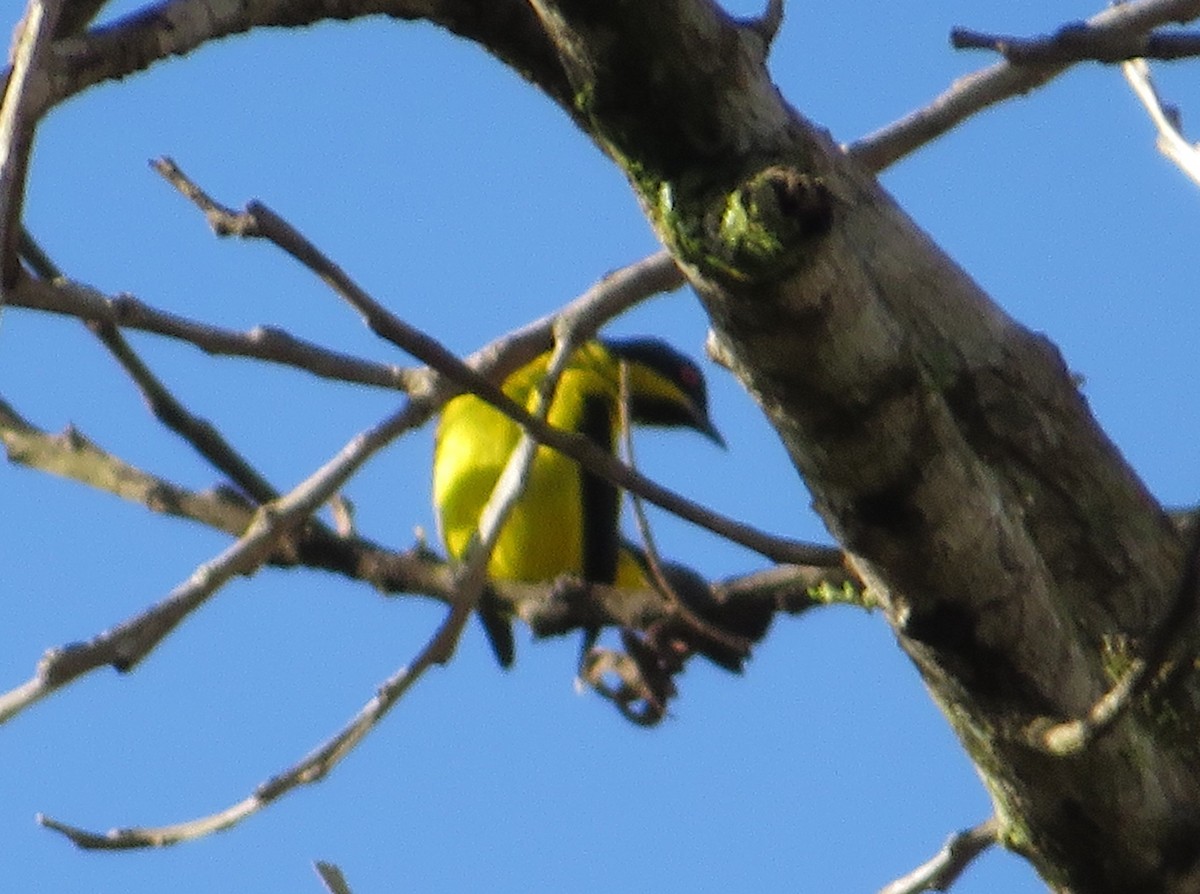Yellow-bellied Dacnis - ML532721021