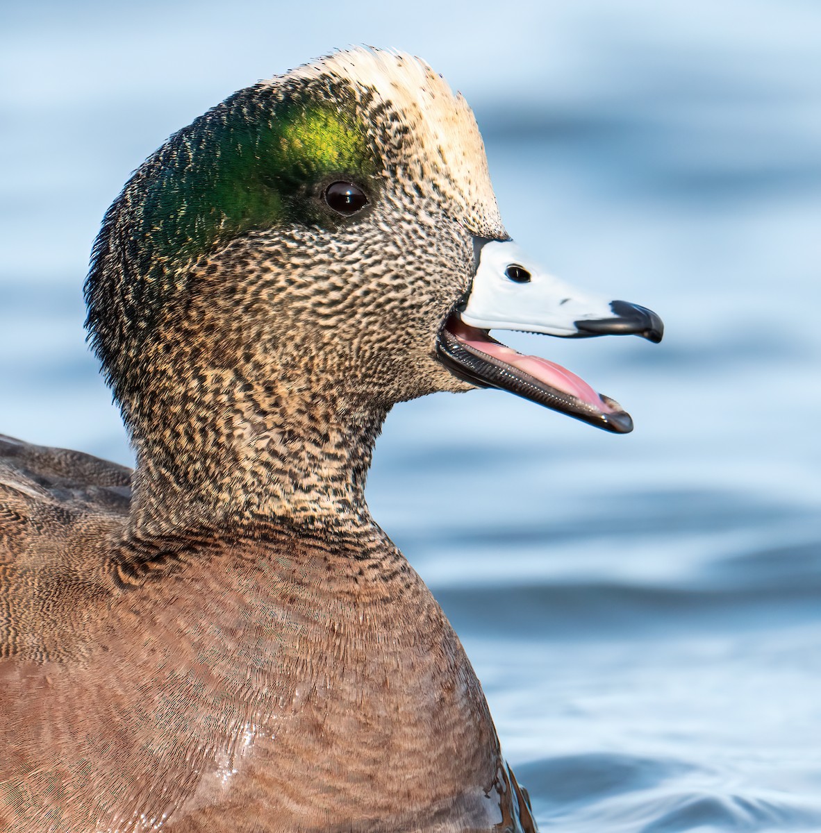 American Wigeon - Matthew Addicks