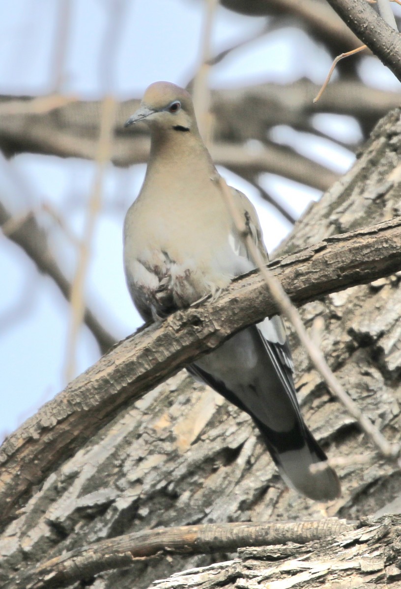 White-winged Dove - ML532722401