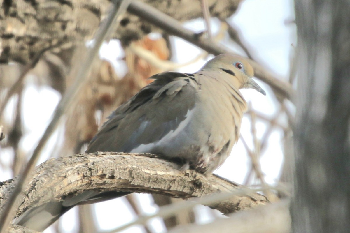 White-winged Dove - ML532722521