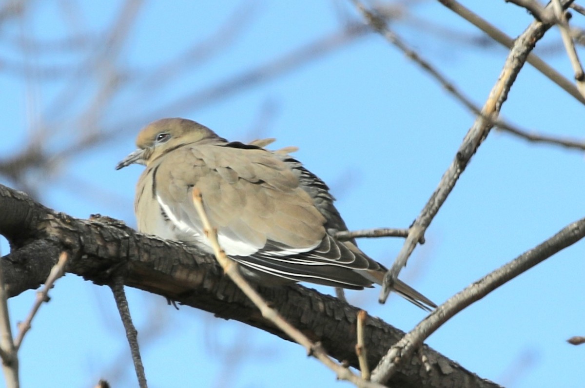 White-winged Dove - ML532722581