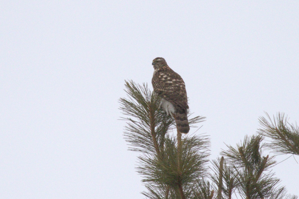 American Goshawk - Stephen Turner