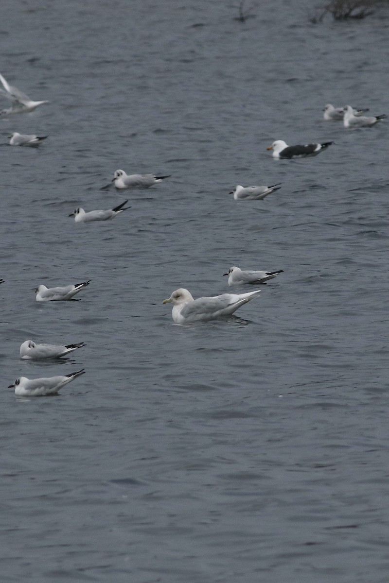 Iceland Gull - ML532722731
