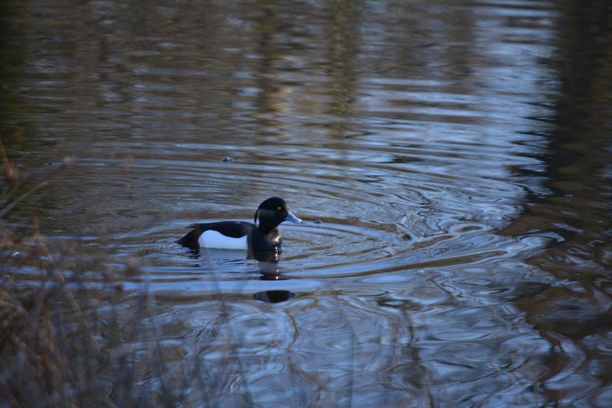 Tufted Duck - ML532722831