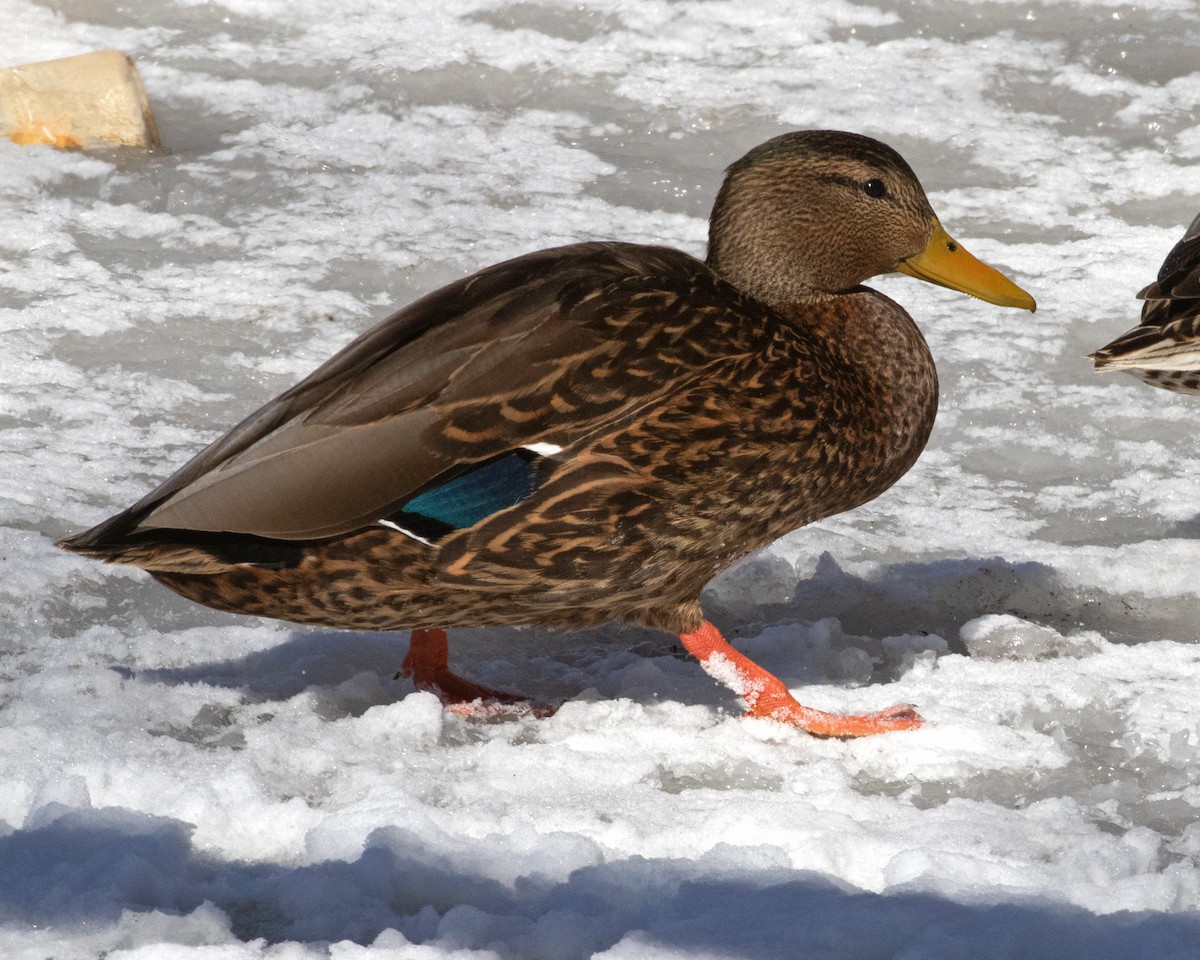 Mexican Duck - Don Marsh