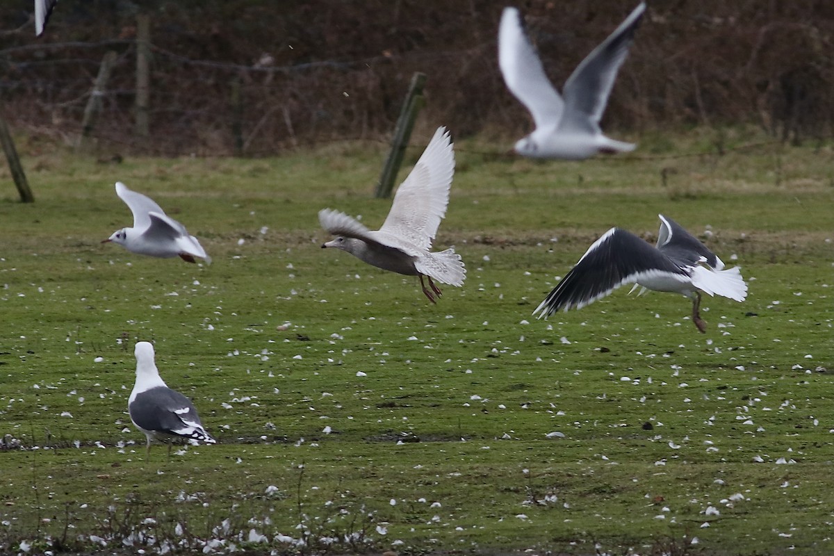 Glaucous Gull - ML532723011