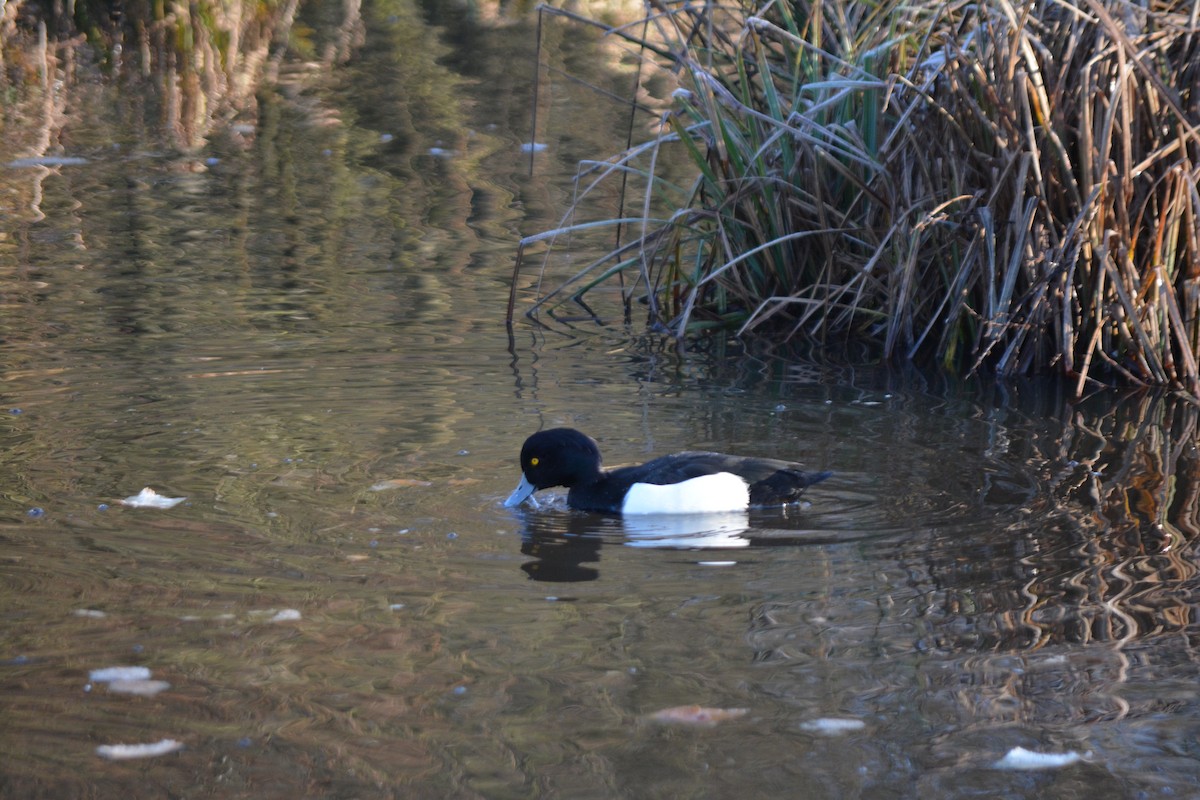 Tufted Duck - ML532723081