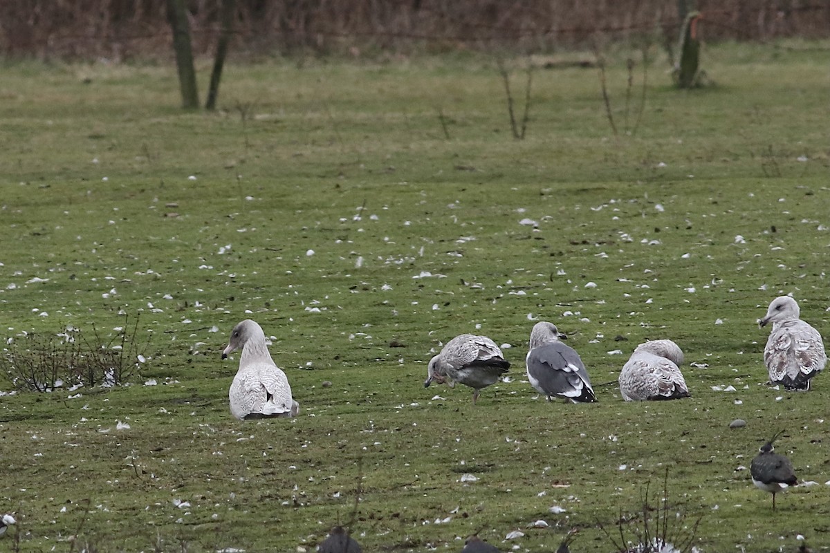 Glaucous Gull - ML532723131