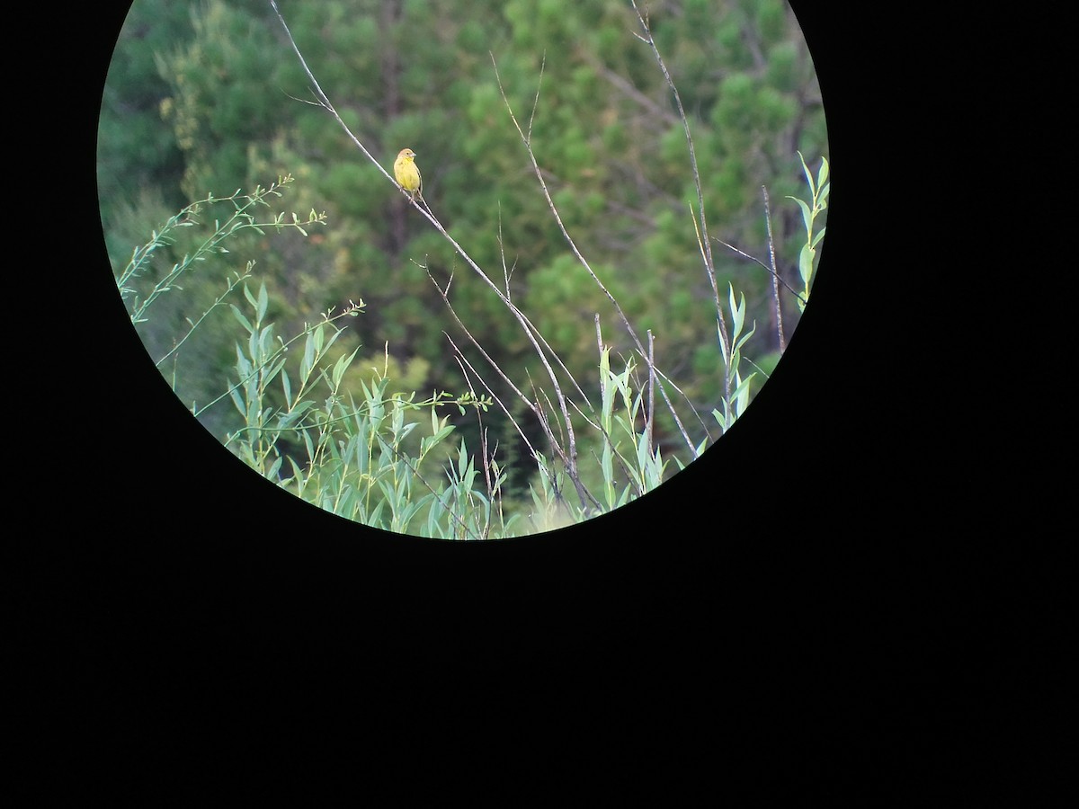 Grassland Yellow-Finch - ML532723231