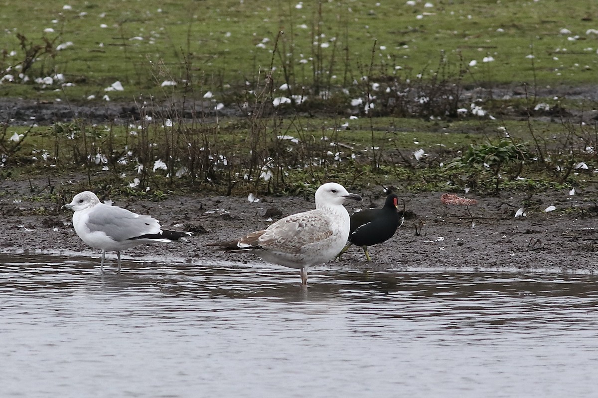 Caspian Gull - ML532723651