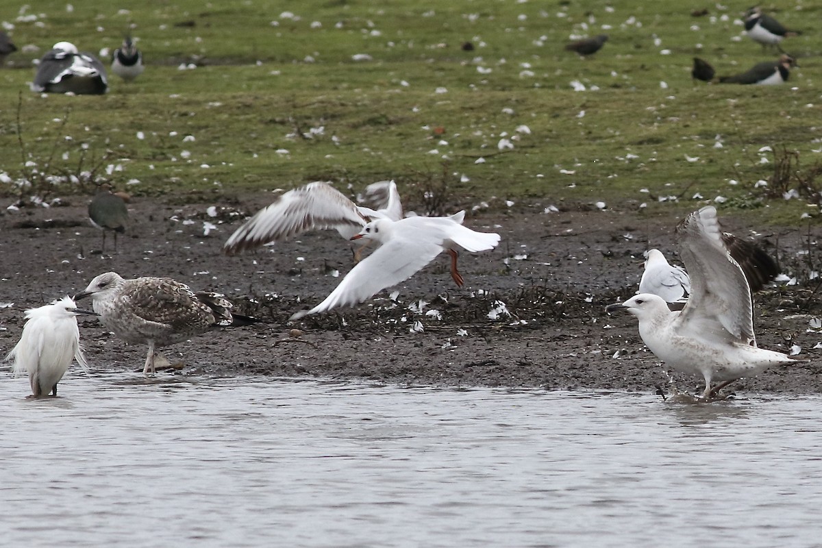Caspian Gull - ML532723771