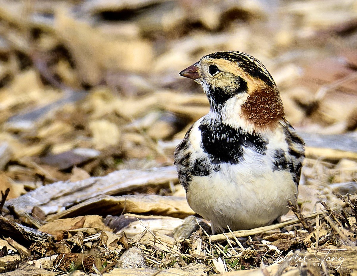 Lapland Longspur - ML532723971