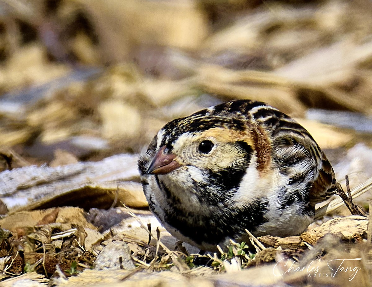 Lapland Longspur - ML532724091