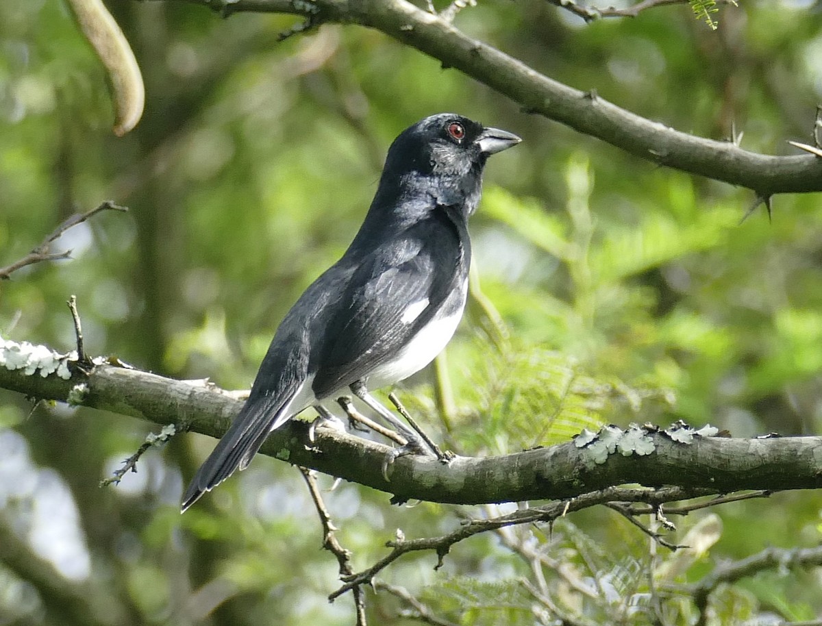 Black-and-white Tanager - Jérôme Fischer