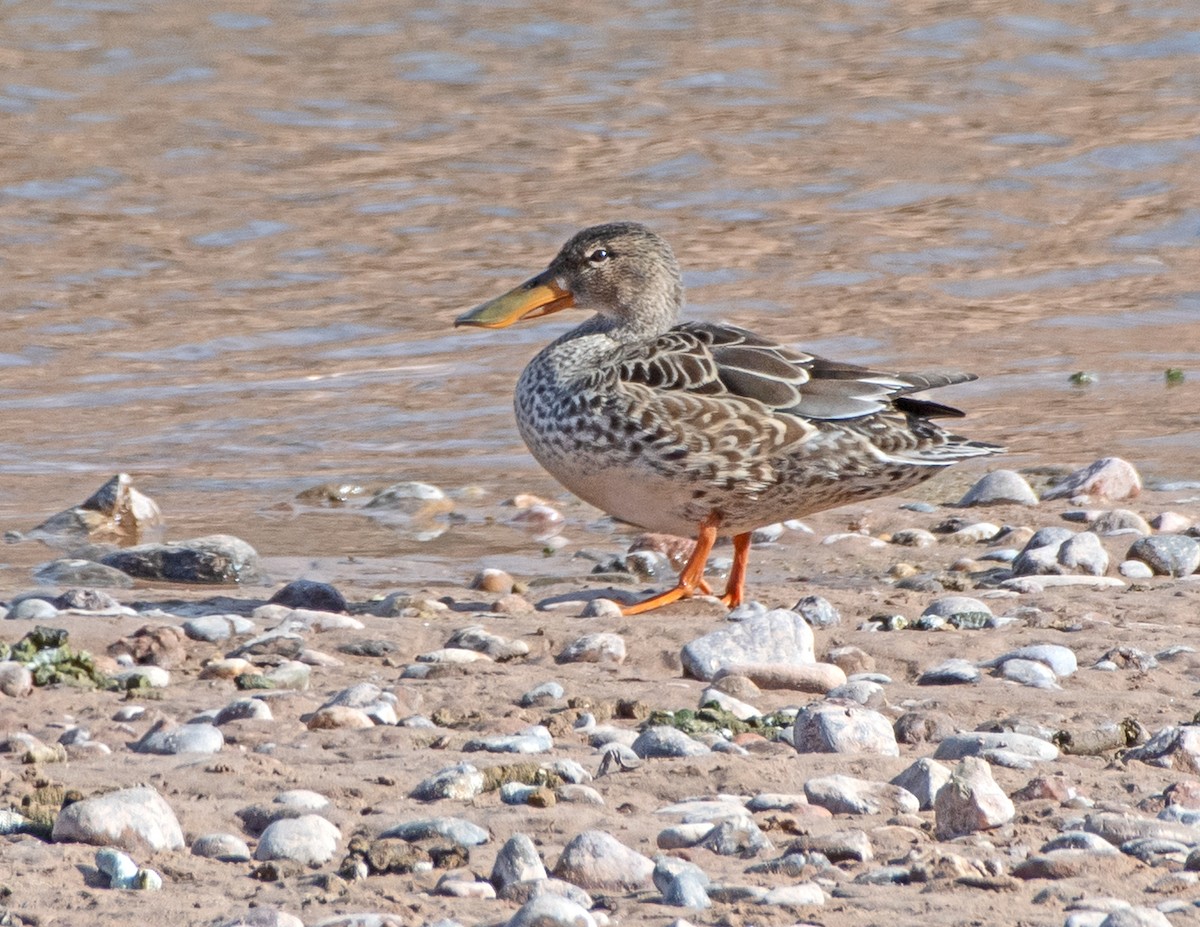 Northern Shoveler - ML532724421