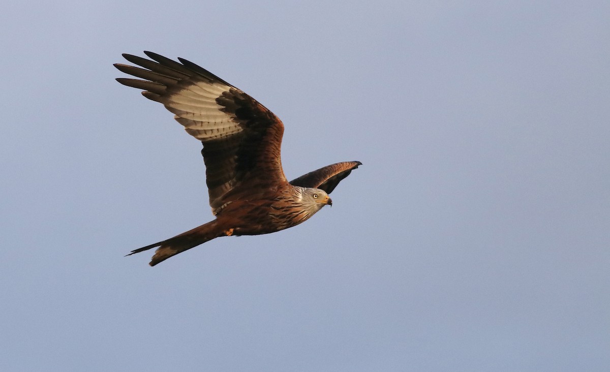 Red Kite - ML532724461