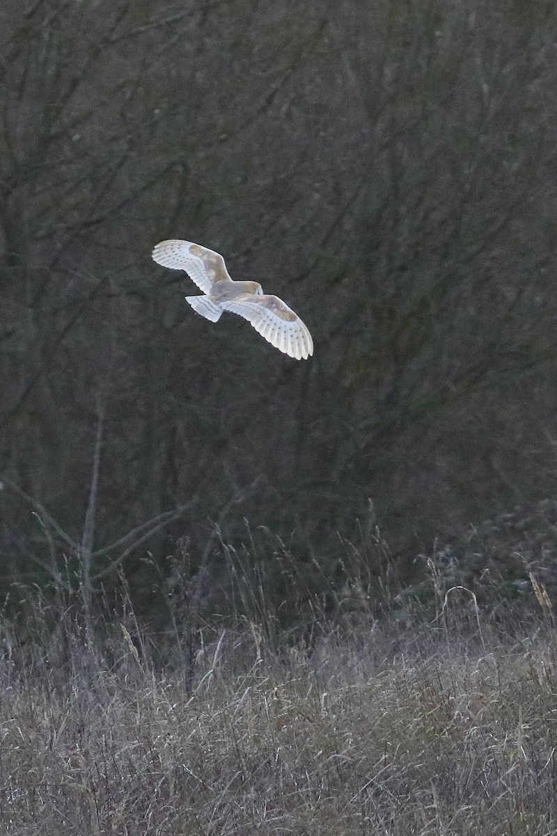Western Barn Owl - ML532724681